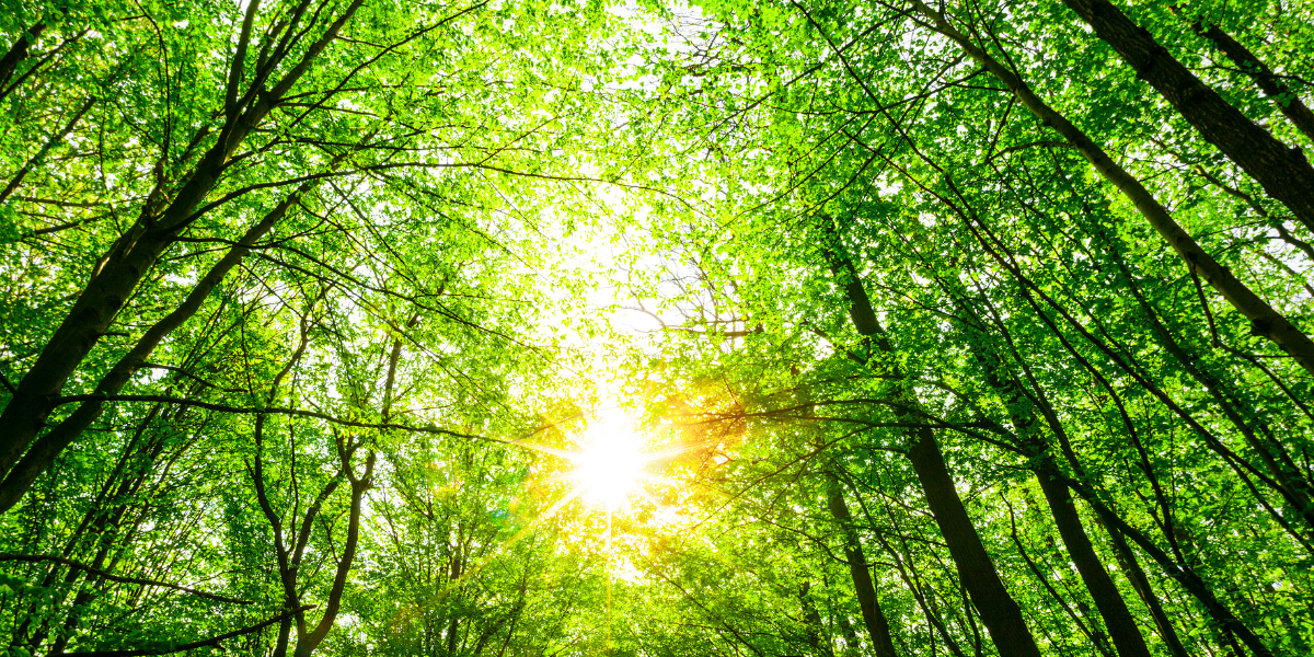 A Spring Guide to Journaling, Intention Setting, and Emotional Reset