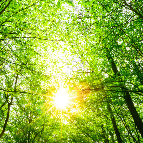 Spring trees, sun thru the branches
